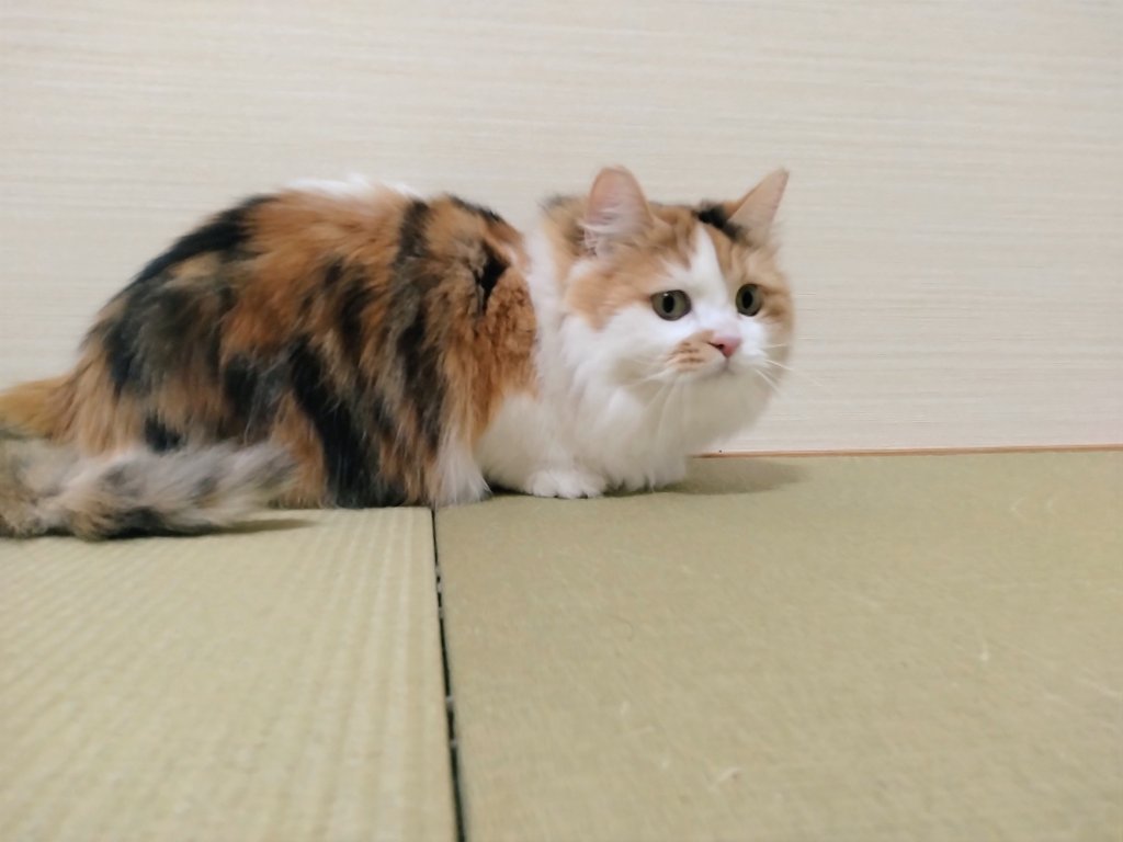 ねこおじ様 ネコ好きおじさん (@nekomito0729) / Posts / X