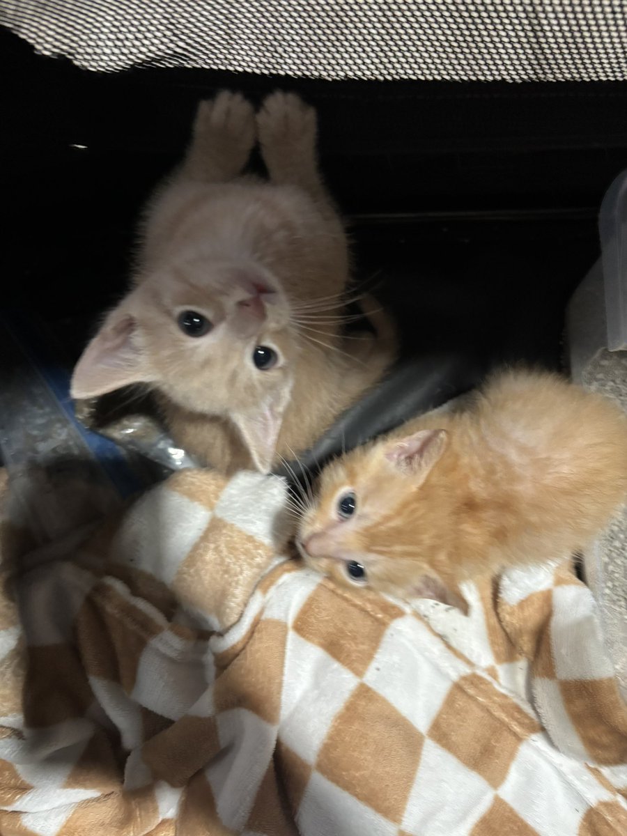 finduet's tweet photo. stinky loud gross poopy kittens https://t.co/TDxwJvMPHo