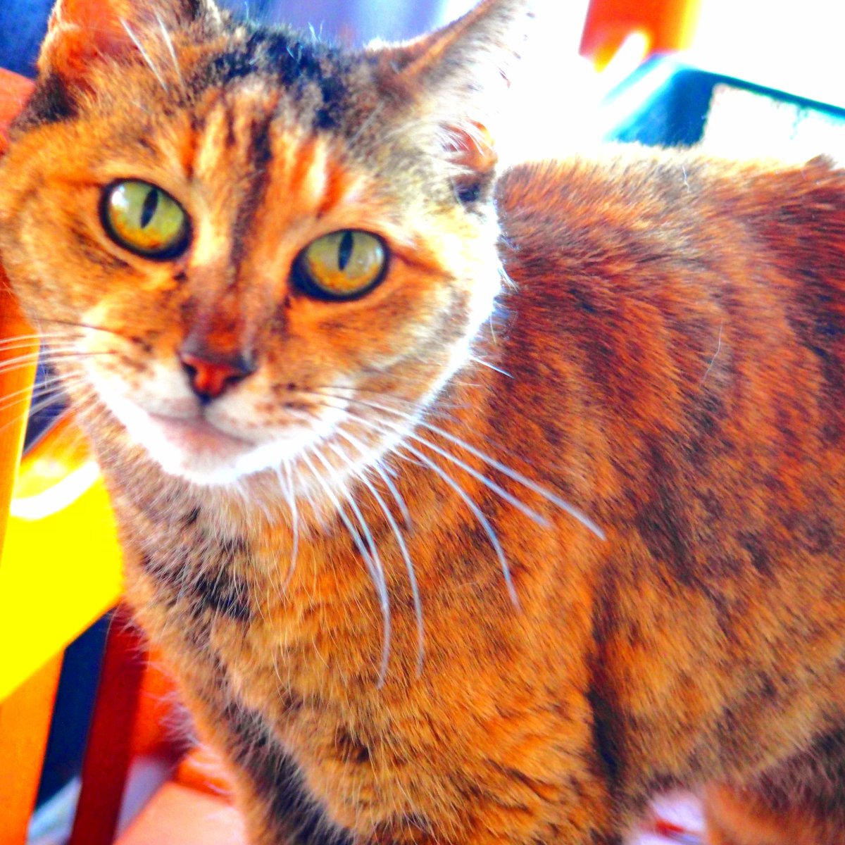 kitasangreeen's tweet photo. かわいい、しかない https://t.co/4DX6yjkGxX