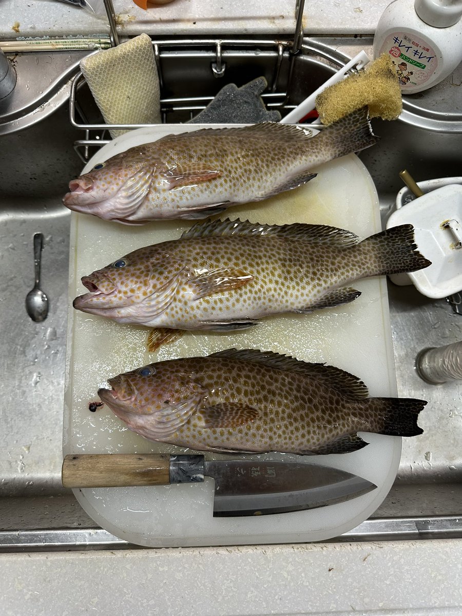 Jigginger_'s tweet photo. 土曜日のレンタルボート釣果〜
捌くにもちょうどいいぐらい！と、思ったがセミホウボウにだいぶ苦戦を強いられたので疲れた…硬すぎな。
嫁と友達と親に捌いて持っていった。
セミホウボウは炙ったらめっちゃ美味しい。
歯応えもあるし。 https://t.co/tcUZ5fdai5