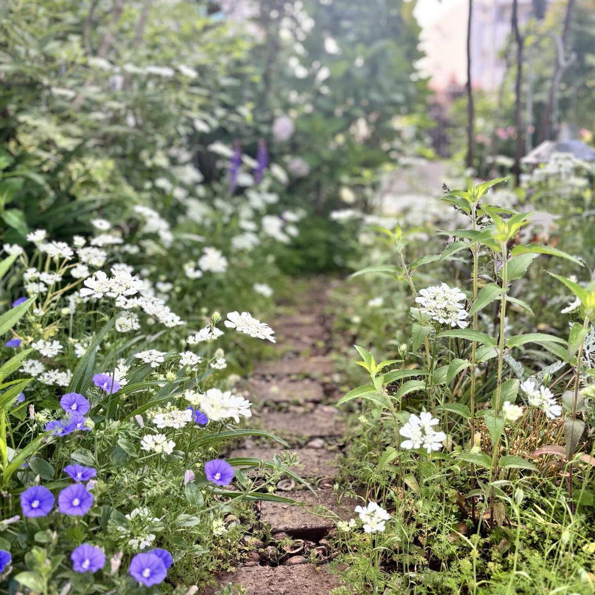 ootakagarden's tweet photo. 今日のガーデン🪴
#流山オープンガーデン まで1週間を切りました。
ようやくベースが整い、あとは微調整✂️
お散歩中の方がたまに立ち寄ってくださいます✨
今週末はぜひお越しください☆

流山オープンガーデンは5/16土-18月
我が家は5/16.17のみ

#ootakanomori_garden https://t.co/l7Ezw3z9dV