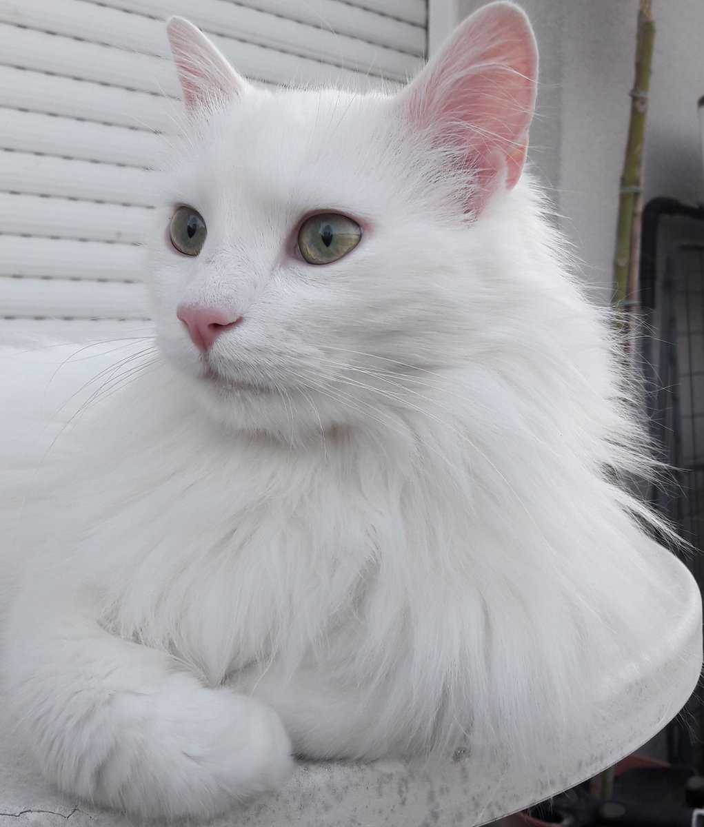 eller_IA's tweet photo. Je n’arrive pas à croire que nous ayons la chance d’être aimés par ces êtres si purs et de manière si belle et inconditionnelle. 👇🥰 #cats https://t.co/mfyr5Qz6og