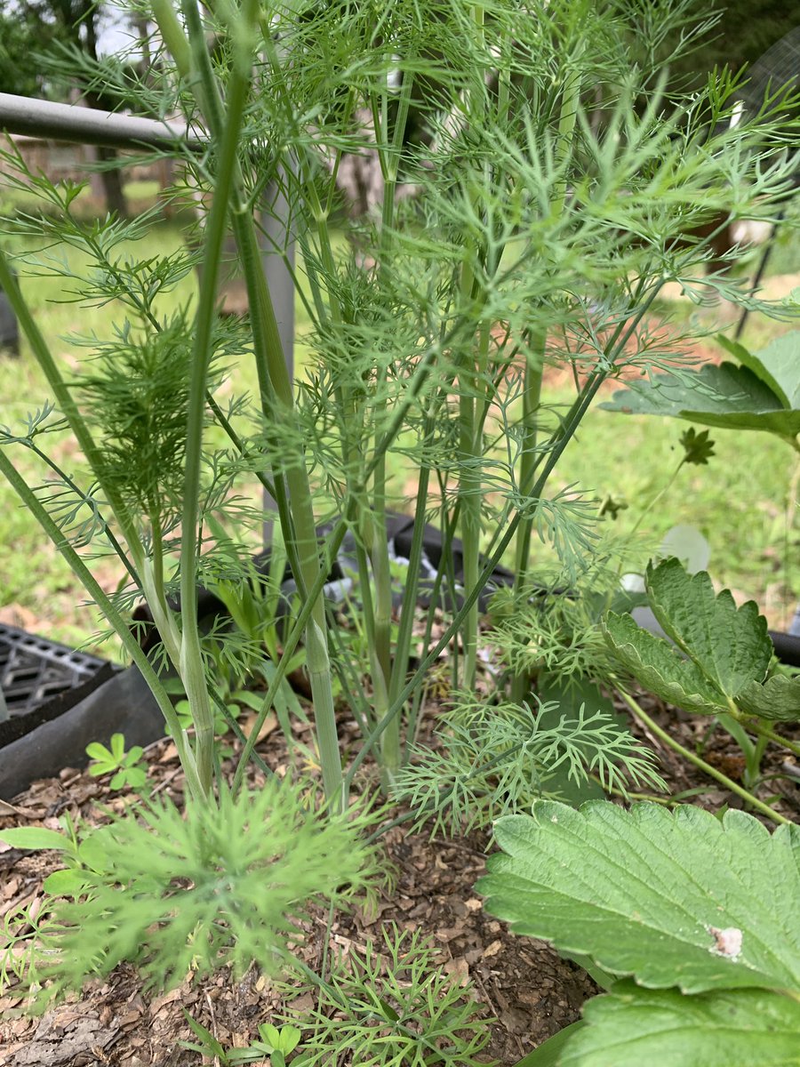 JunesIphone's tweet photo. They say dill needs 12in of soil minimum as it has a large tap root. Also says space them 12in apart and well draining soil.

Total 6in of soil here. Some kind of produce crate, lined with row fabric and clear plastic on that. First 3inches nothing but clay from the yard. Next 3 inches is compost and leaves on top of it. No holes except in the side 1.5in up. Just in case it turns into a pool. It’s been in this spot for 1 year. Dill is not spaced at all and there is a strawberry in the middle. Both thriving. I haven’t touched it, no water no fertilizer. 

Break all the rules.