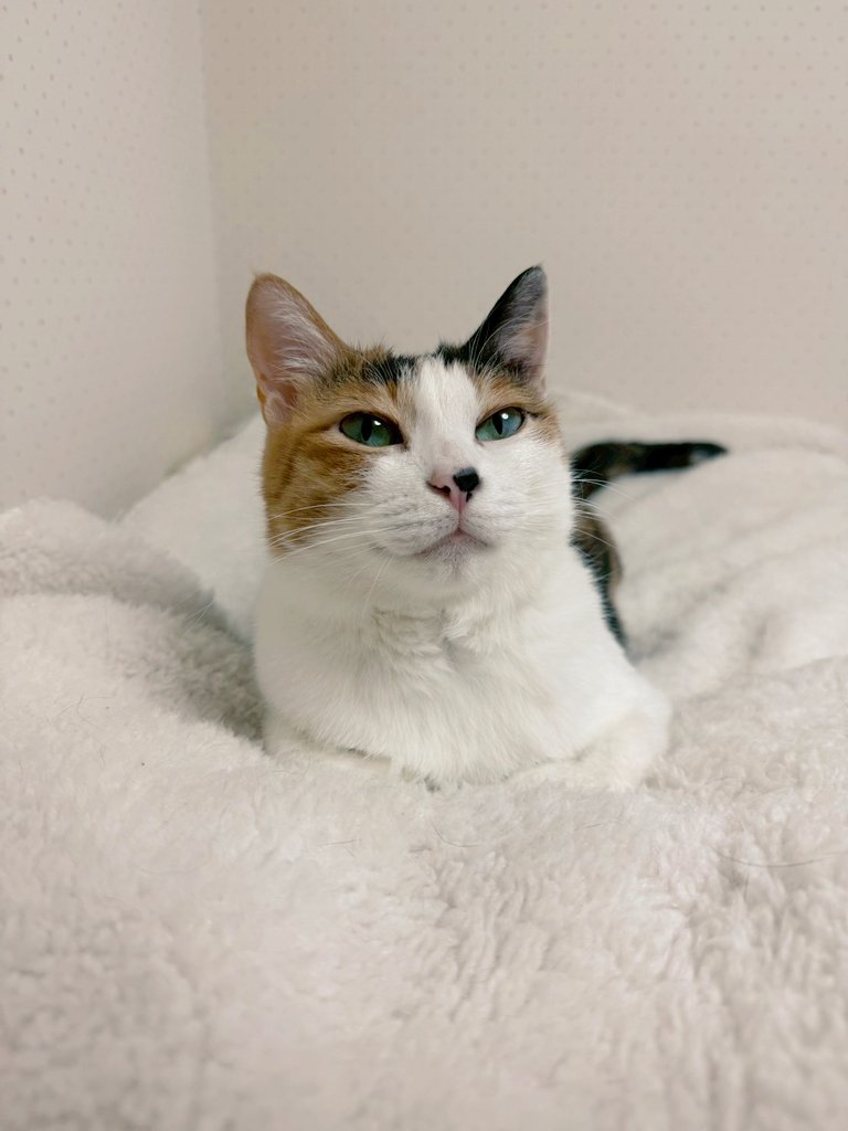kinakomaronharu's tweet photo. おはようございます🍀

#保護猫を家族に https://t.co/TZkVO4SEMN