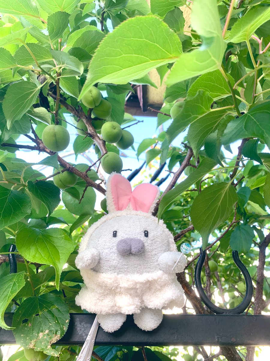 Linda Jota🧸りんだ いおた🪡通販準備中 tweet media