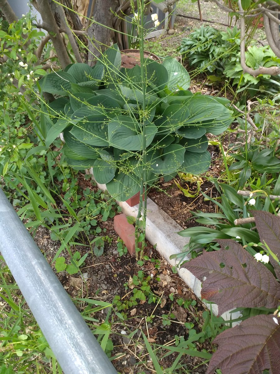 take7092's tweet photo. アスパラ。雑草に紛れてました。確かに昔に植えてたけど、それなりの太さたった。年期を感じる。 https://t.co/HyzqTBLOZo