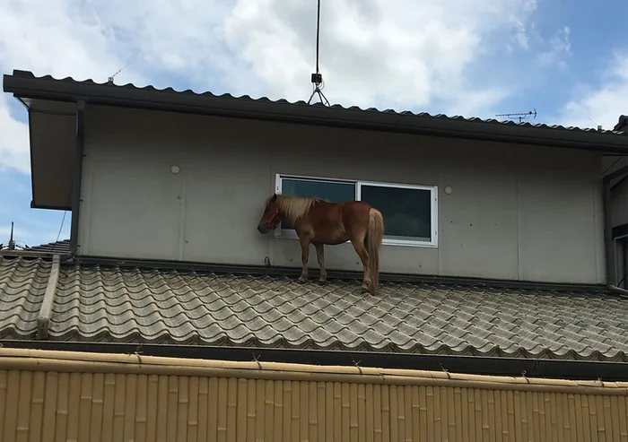 horse tweet media