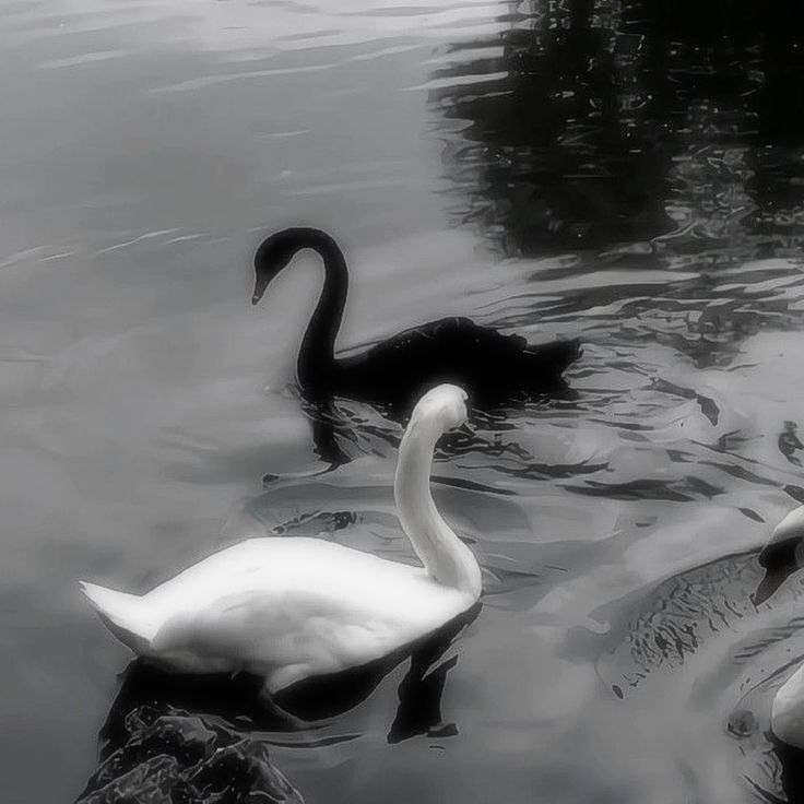 Shifter!au where Luke is born a black swan shifter, haunting Viserys bc of course Aemma was also a swan. A way from the gods to keep punishing him for his mistakes #fanfic #ao3 #Lucerys #Hotd #Luke