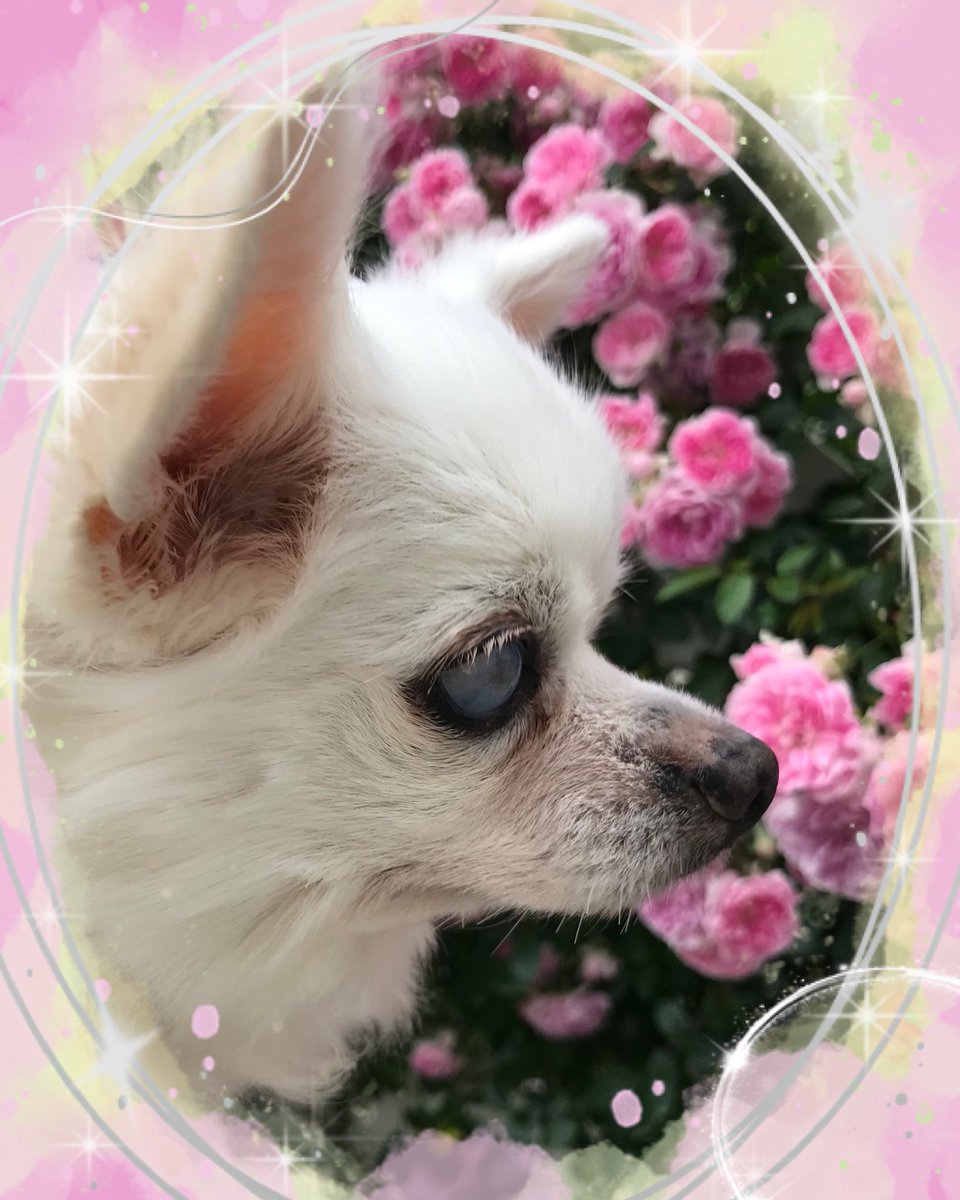 chien -シアン- tweet media