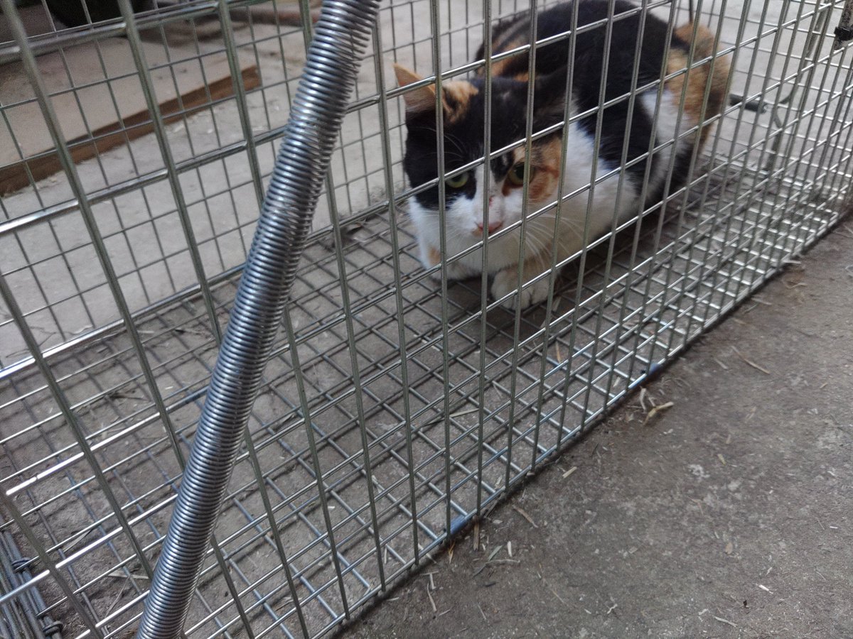 アライグマ用の罠なのに……。