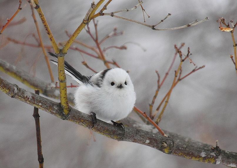 bird/h tweet media