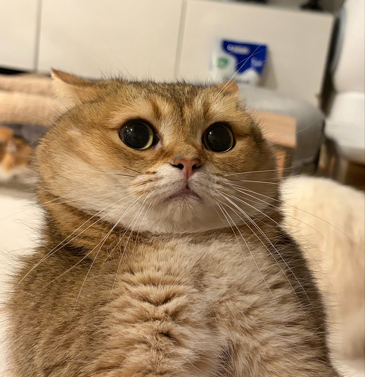 ぽてこゆこめ。 tweet media