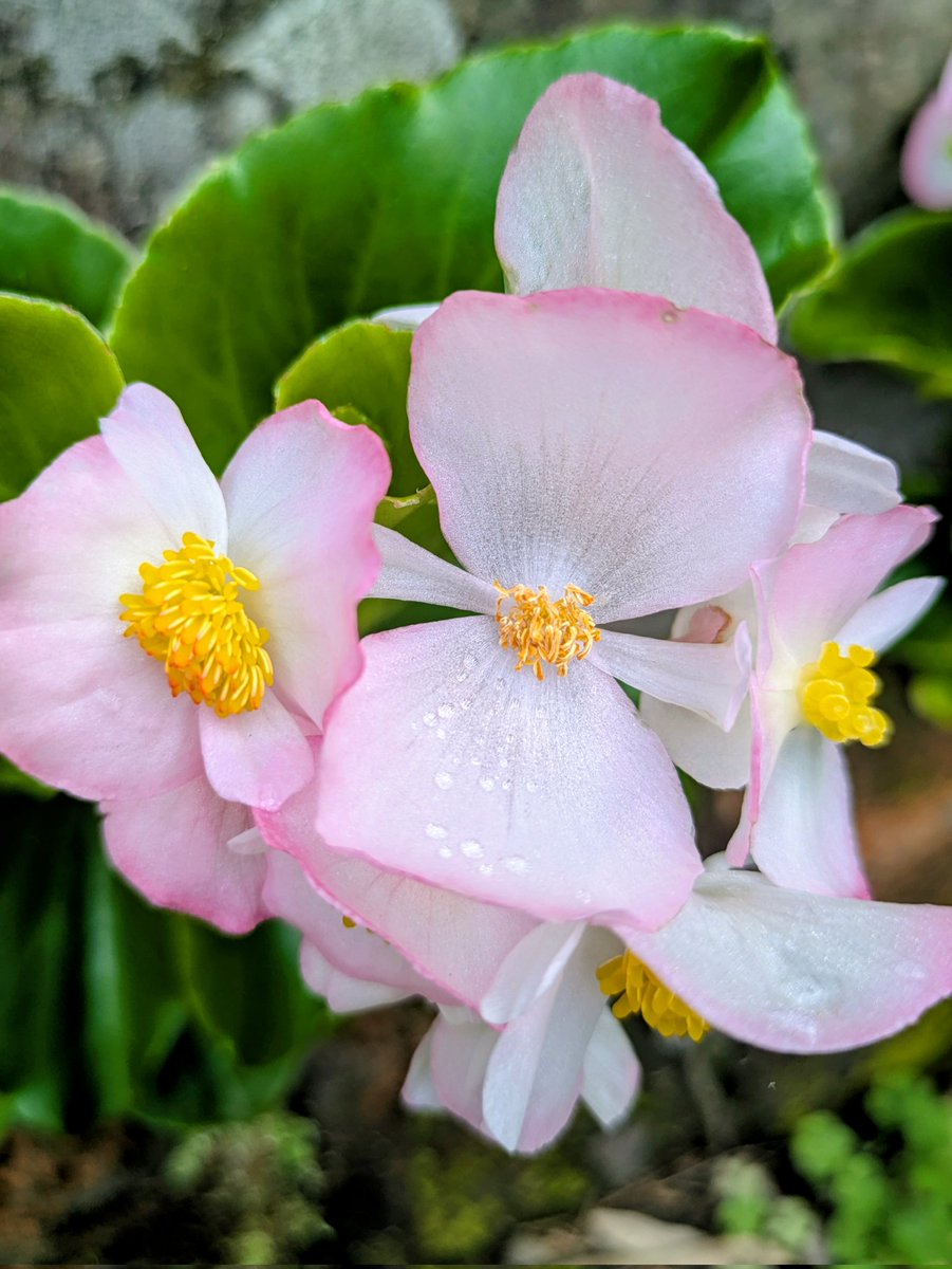 おはようございます🌞🌱 気温が高いせいか庭の花がどんどん開花してい