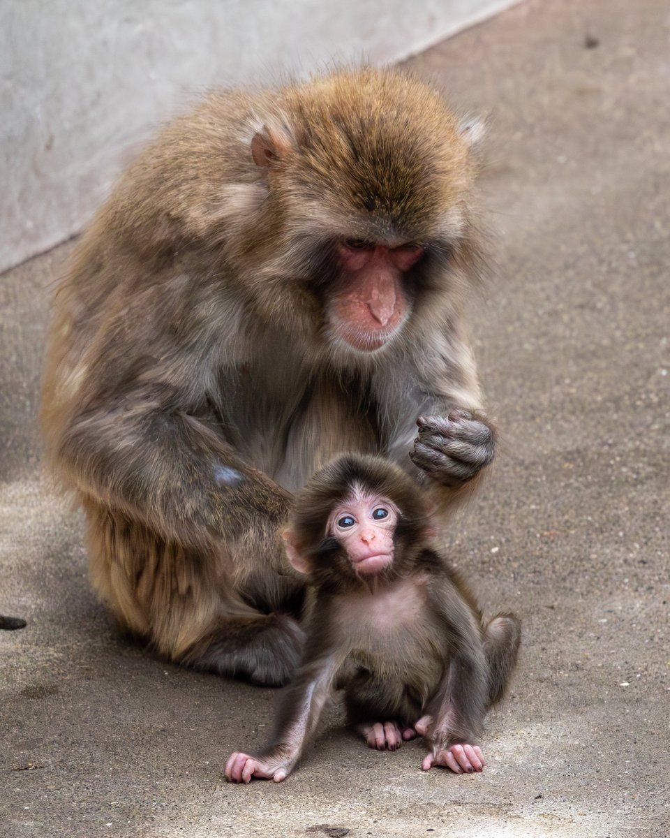 329Da's tweet photo. -2026年生まれ-
かわいい😍

2026年5月8日撮影
 #ベビちゃん #市川市動植物園 https://t.co/7w4gPdvK35
