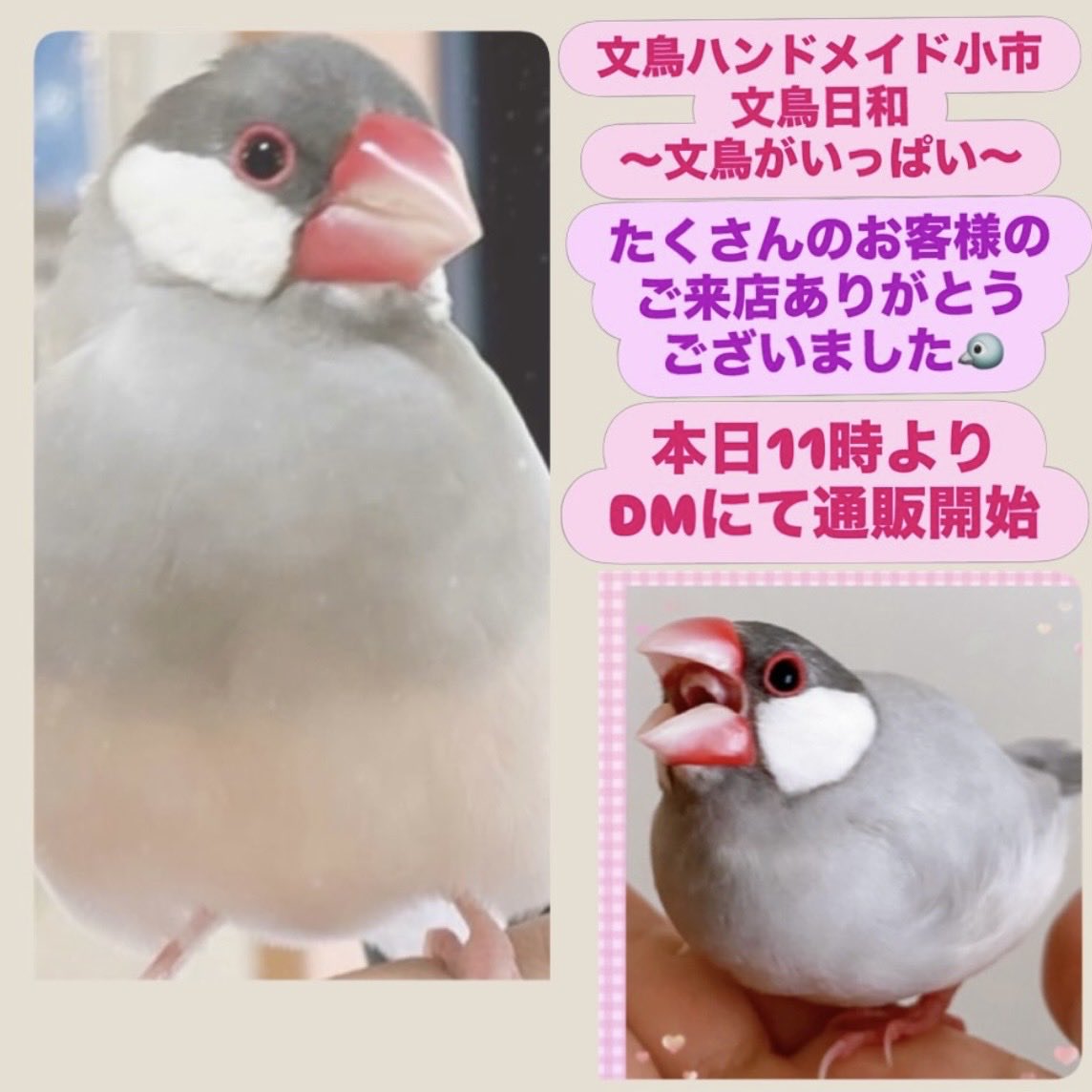 可愛い文鳥パネル生地　ハンドメイド 文鳥雑貨とハンドメイド Seika 〜静華〜 (@seika202101) on X