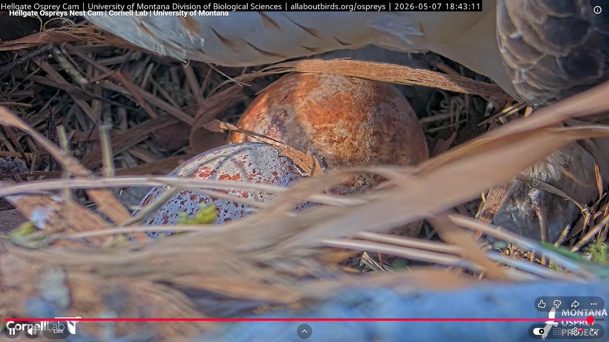 Hellgate Osprey tweet media