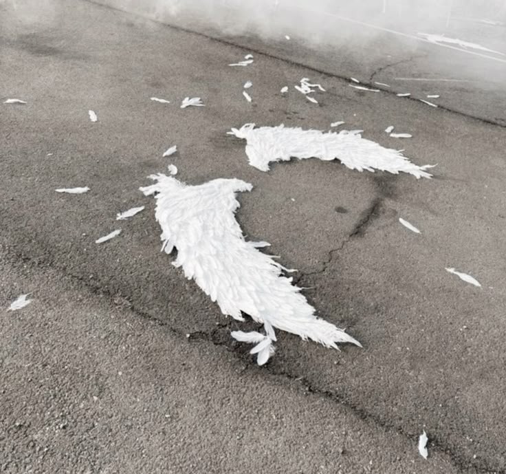 ៸៸ Ángel 🪽┊‎ . ݁⋆ ۶ৎ ݁˖ . ݁ tweet media