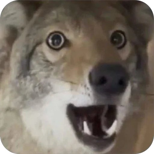 Zuyote's tweet photo. @astaxol my honest reaction (realtime) https://t.co/EggGKhhpvf