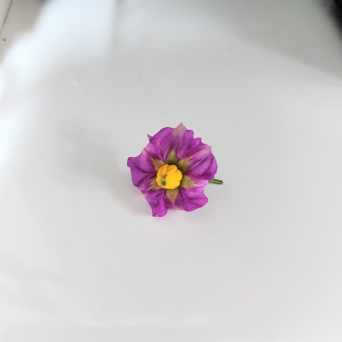 おはようございます
夏を感じる月曜日。写真は、庭でとれたじゃがいもの花です。牧場物語では白い花が咲いたので、少しびっくり。実には毒があるらしいので、花のうちに摘んでおきます。

そんなことを書いている、私はうどん屋。今日もお腹いっぱい食べてって！
みのや
