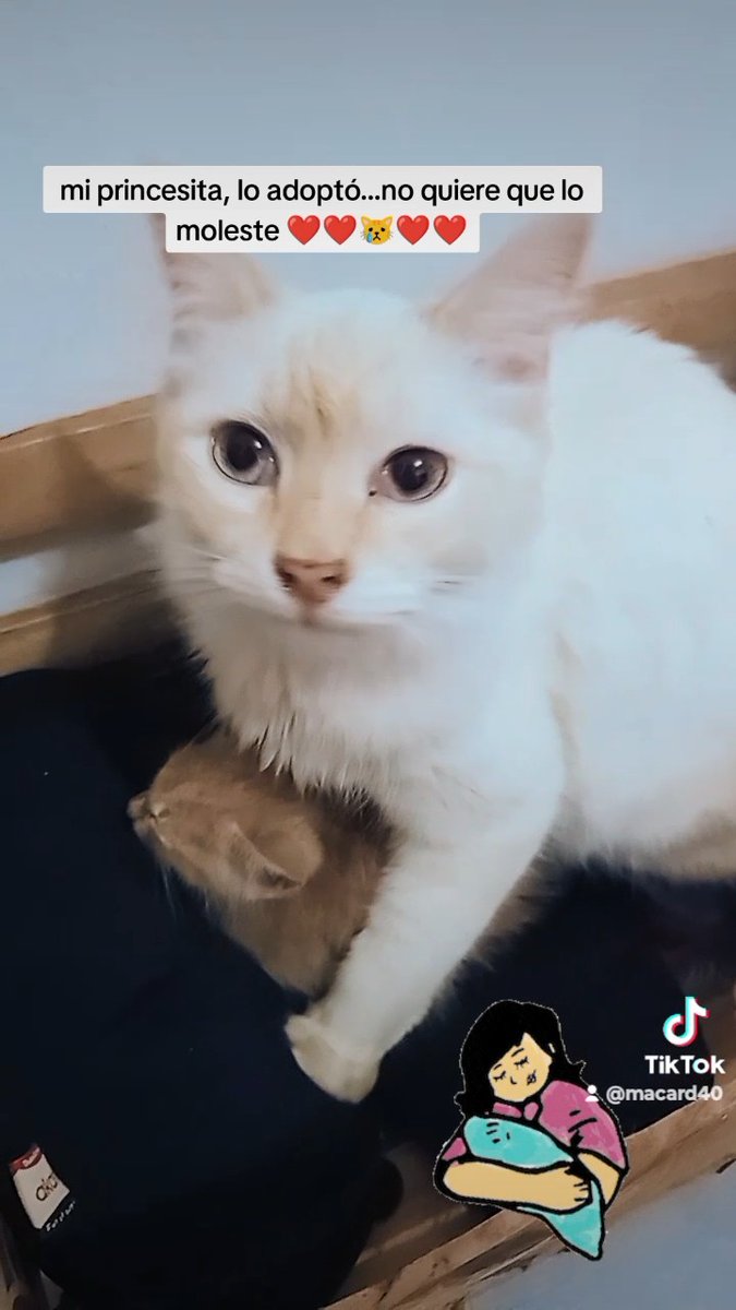 geminiscar2's tweet photo. Amo la vida y tengo x quien vivirla hasta mi último respiro ellos #muna #princesa #mufasa #firulais #kaia  #animalijos #perrijos #gatijos #gato #perro #dog #cat #DomingoFamiliar #DíaDeLaMadre #DíaDeLasMadres #mamá https://t.co/phaveBPJ0p