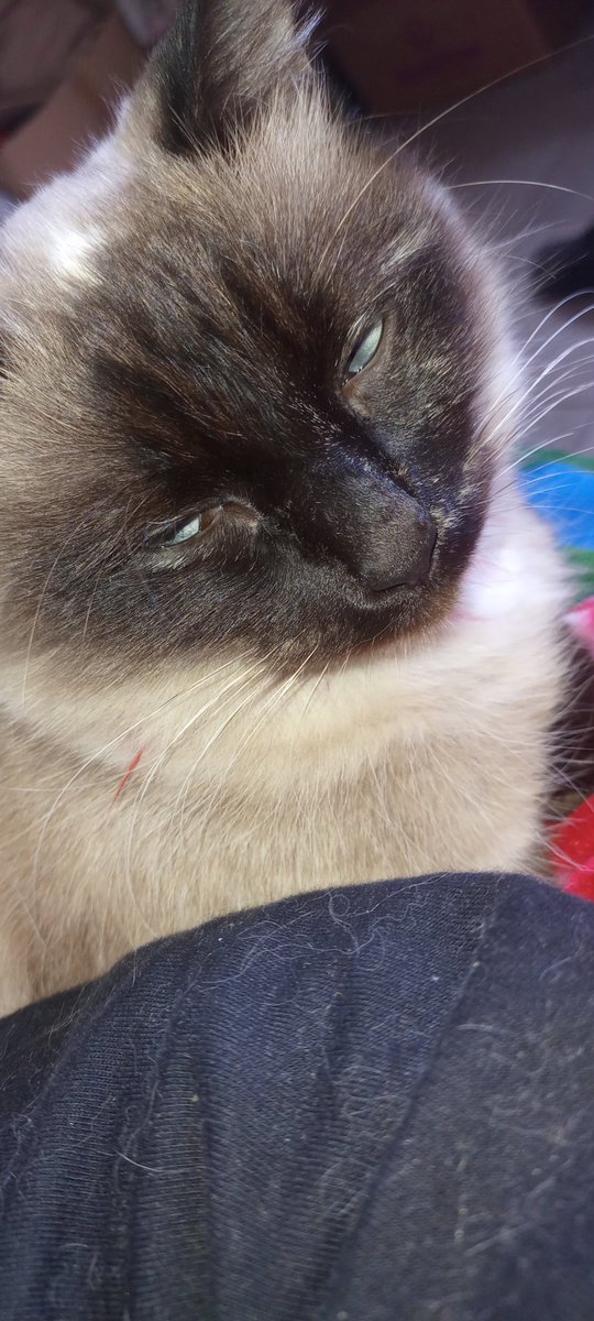 geminiscar2's tweet photo. Amo la vida y tengo x quien vivirla hasta mi último respiro ellos #muna #princesa #mufasa #firulais #kaia  #animalijos #perrijos #gatijos #gato #perro #dog #cat #DomingoFamiliar #DíaDeLaMadre #DíaDeLasMadres #mamá https://t.co/phaveBPJ0p