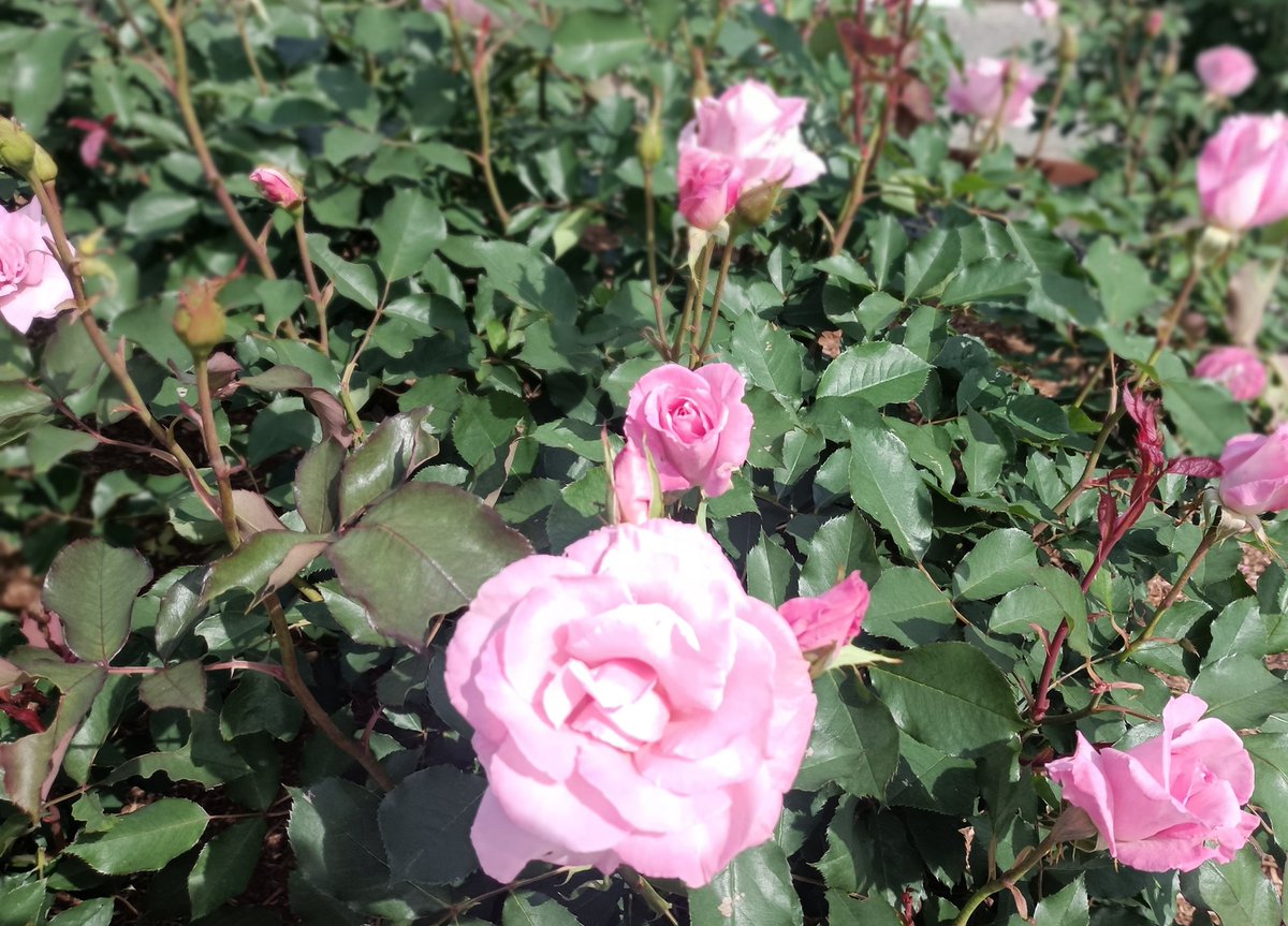 おはようございますね〜😊 
今日は休みで、のんびりしますね〜😊

今日はいろいろと計画練り練りとお掃除🧹しますね〜✨

今日も素敵な１日を〜🌼