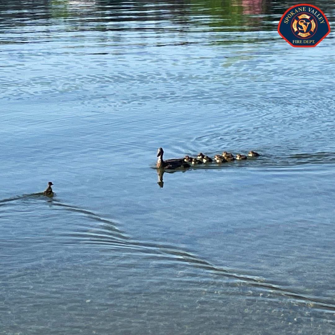 SpokaneValleyFD's tweet photo. 💐🦆 A special Mother’s Day rescue! 
This weekend, the crew from SVFD Station 3 came to the rescue in Liberty Lake after a family of ducklings became trapped inside a sewer drain.

Thankfully, our firefighters were able to safely rescue the ducklings and reunite the family! ❤️ https://t.co/IYSOF2jqrc