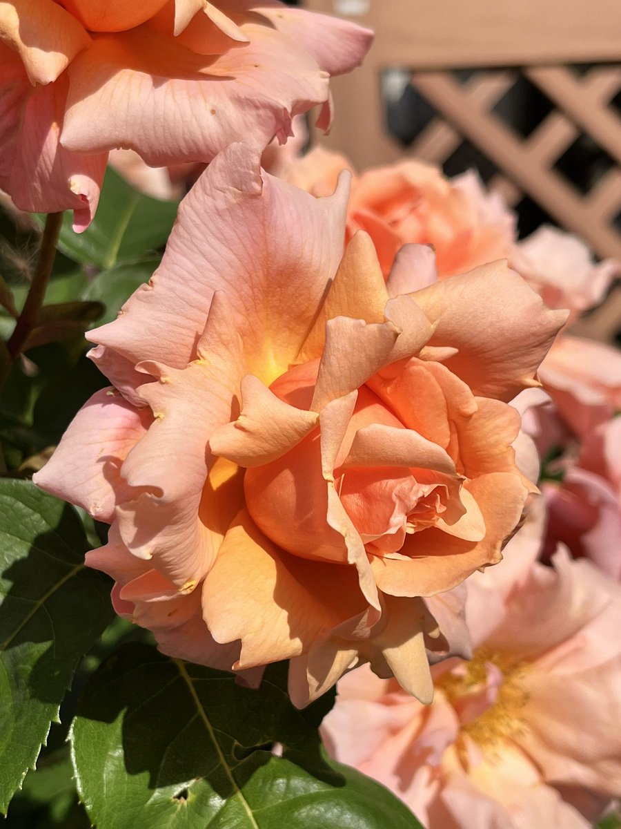【薔薇の名前（Il Nome della Rosa）】
通勤や散歩で出会った薔薇の名前（品種名）をGoogle Photoに訊いてただ記録していくだけのシリーズ。
37. アプリコット・キャンディ

2007年にフランスのメイアン
社によって作出された、オレンジからアプリコットピンク色のバラです。

#薔薇の名前
