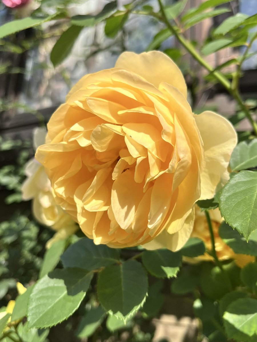 【薔薇の名前（Il Nome della Rosa）】
通勤や散歩で出会った薔薇の名前（品種名）をGoogle Photoに訊いてただ記録していくだけのシリーズ。
39. グラハム トーマス

深みのあるピュアイエローが特徴です。花びらがカップ状に重なる美しい形をしています。

#薔薇の名前