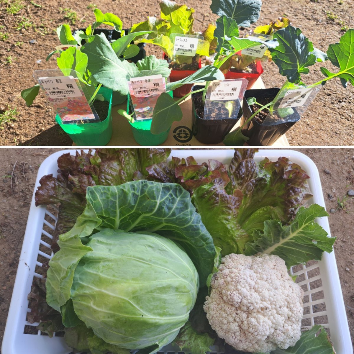 4Kaneda's tweet photo. ここのところ暖かいので今朝は急きょ収穫祭🌱✨️
今日も一日よろしくお願いいたします😃✌️ https://t.co/bU6NgwncYH