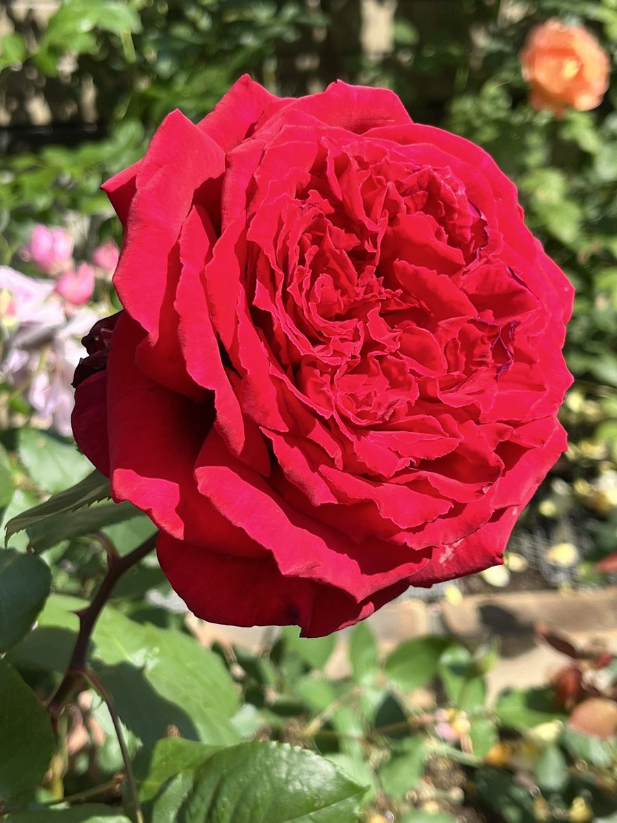 【薔薇の名前（Il Nome della Rosa）】
通勤や散歩で出会った薔薇の名前（品種名）をGoogle Photoに訊いてただ記録していくだけのシリーズ。
38. ルージュ・ロワイヤル

クリムゾン・レッドの濃い色合いと、非常に強い香りが特徴の品種です。

#薔薇の名前