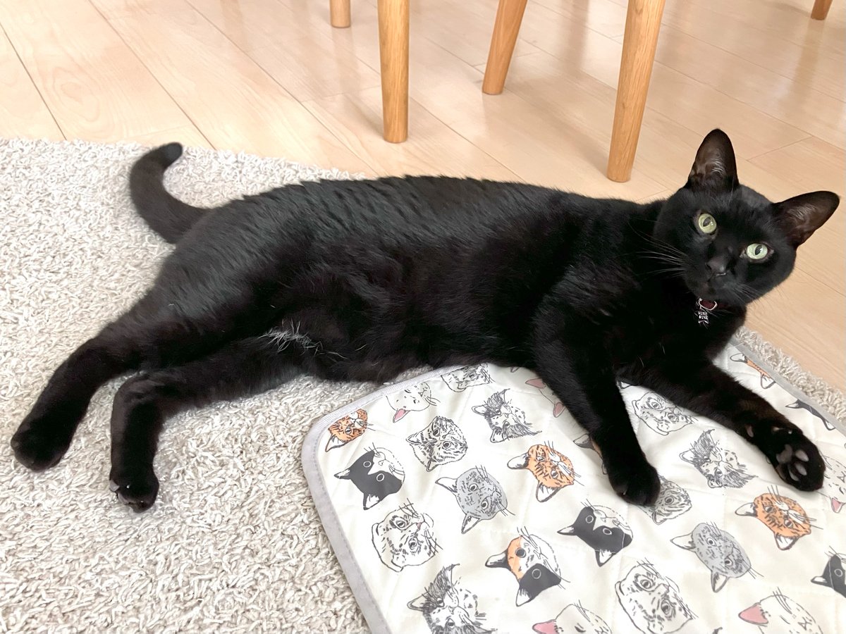 おはようネコチャン。撫でられ待機中（かわいすぎ） #黒猫 #猫