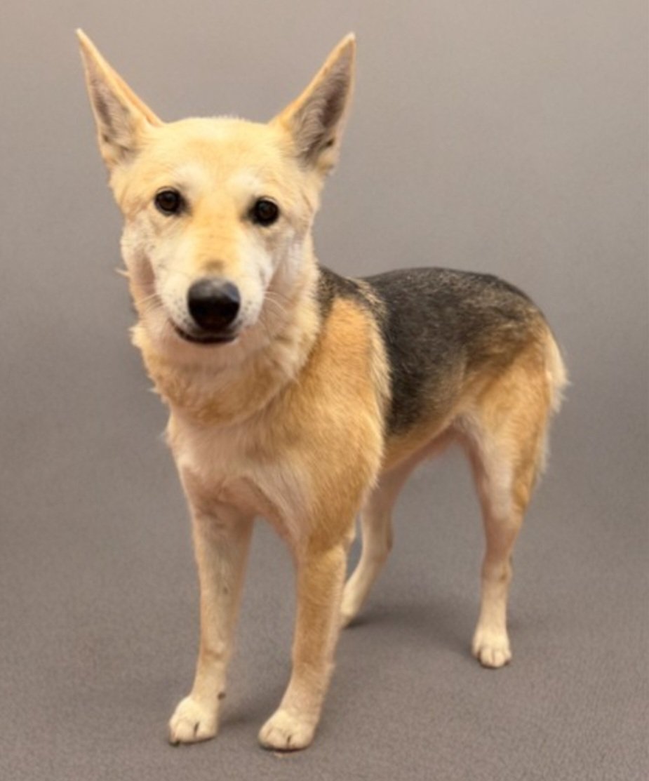 💔🆘️💔 Gorgeous SADIE has been at Agoura #California ACC since 5-2 😨 9 yo, just 47 lbs. We're still the only place sharing her 😢 #ADOPT her tomorrow, reply here if you can #FOSTER 4 rescue. #Pledge if you can.🙏 info 🔽  #A5773912