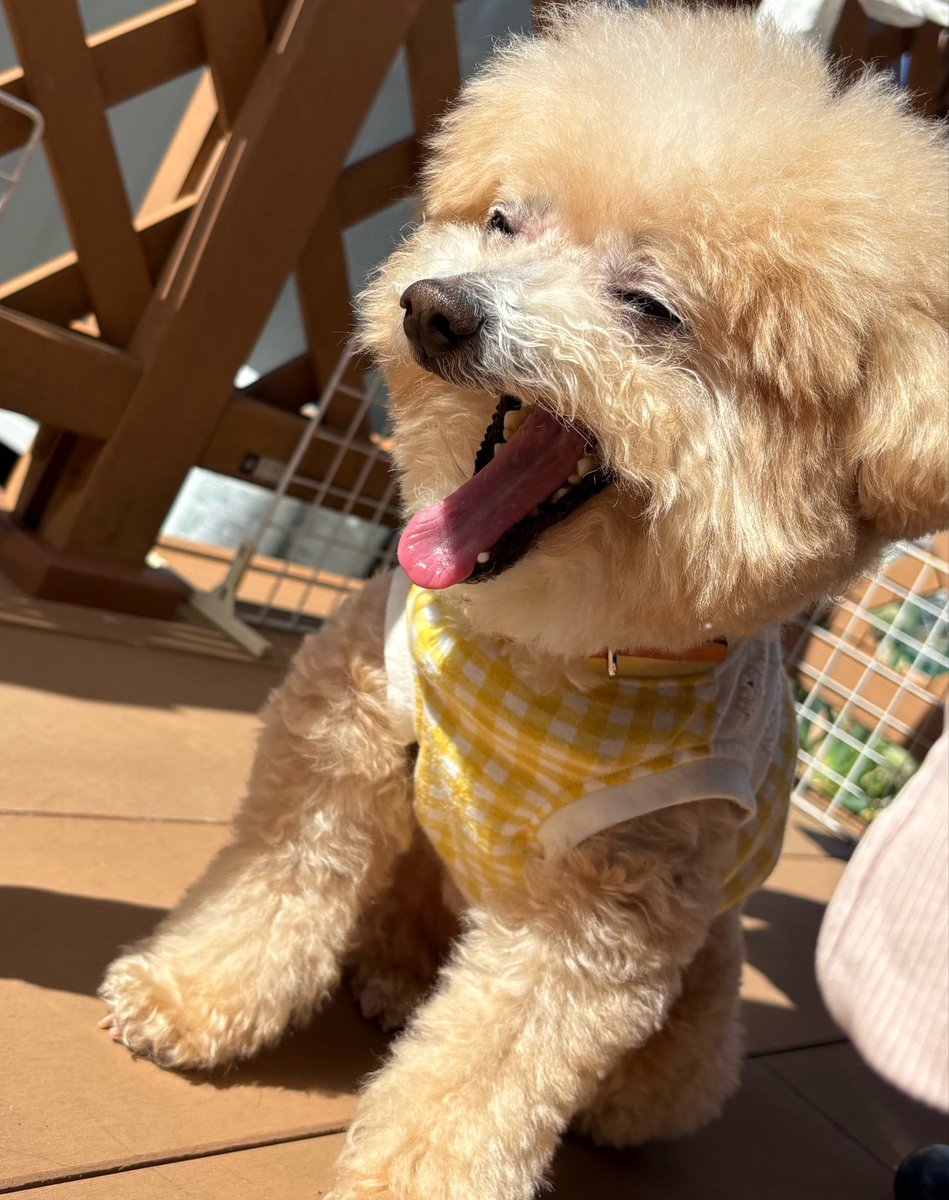 もふもふもーちゃん🐶マルプー♡ tweet media