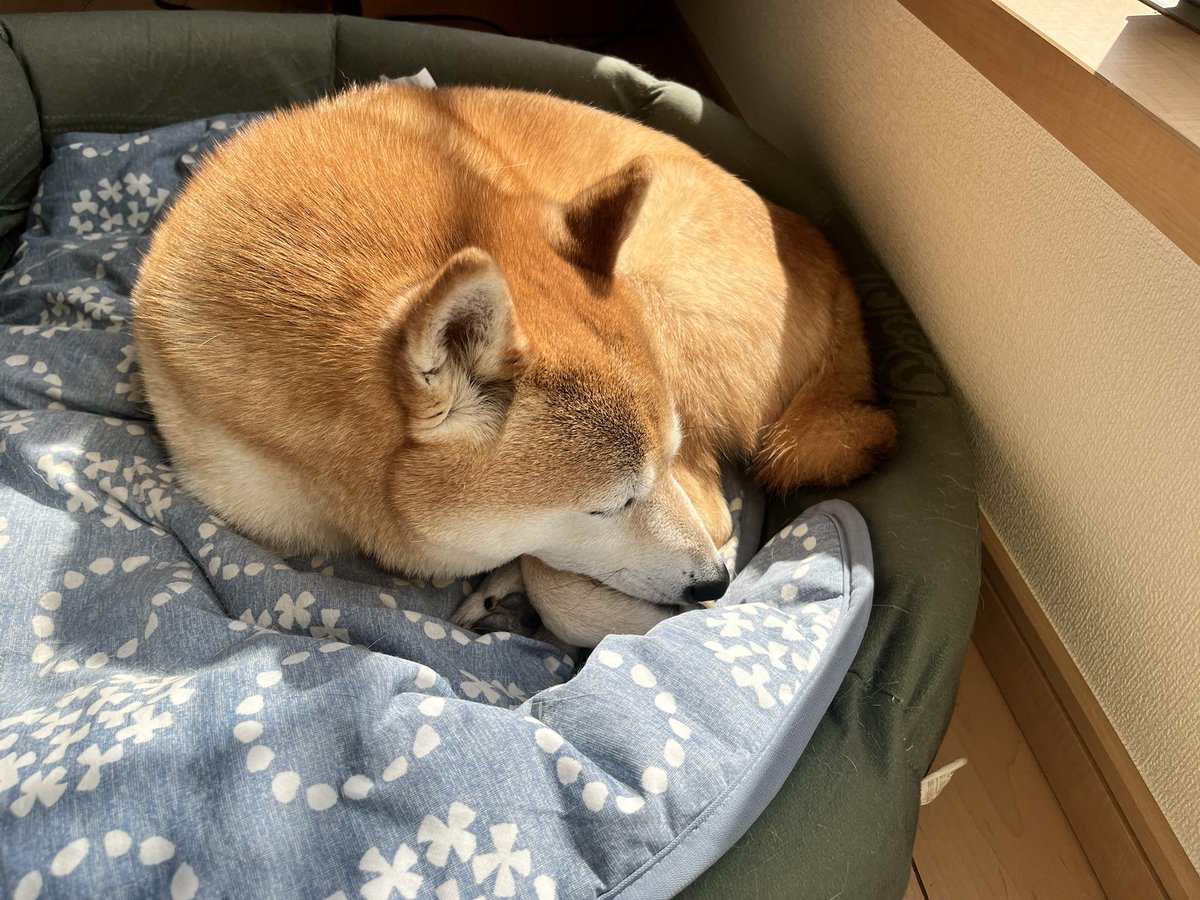 柴犬おとちゃん🐕6歳 (@0218_oto) / Posts / X
