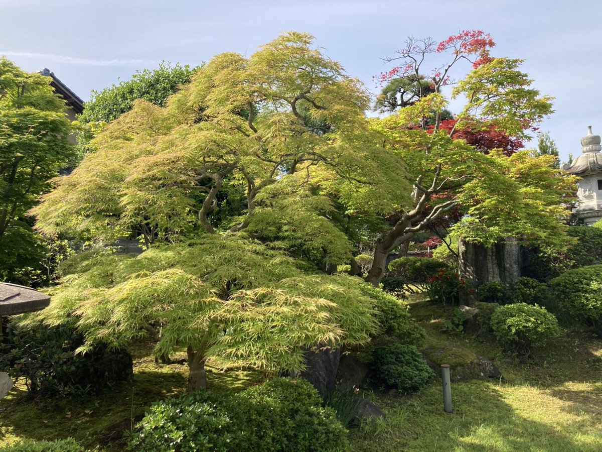 仲人ありた💕地方婚活専門家💍’25年成婚率66.7%✨結婚相談所ハピマリ新潟🗾全国対応可 tweet media
