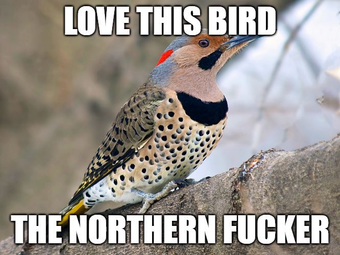 a northern flicker with “issues” tweet media