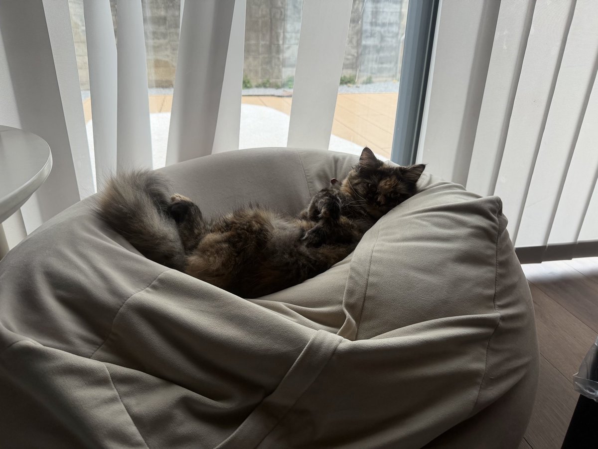 muchan_ca's tweet photo. ブラインドがぐしゃぐしゃ

#猫
#ねこ
#なめくじみたいな猫です https://t.co/1hys74ENEz