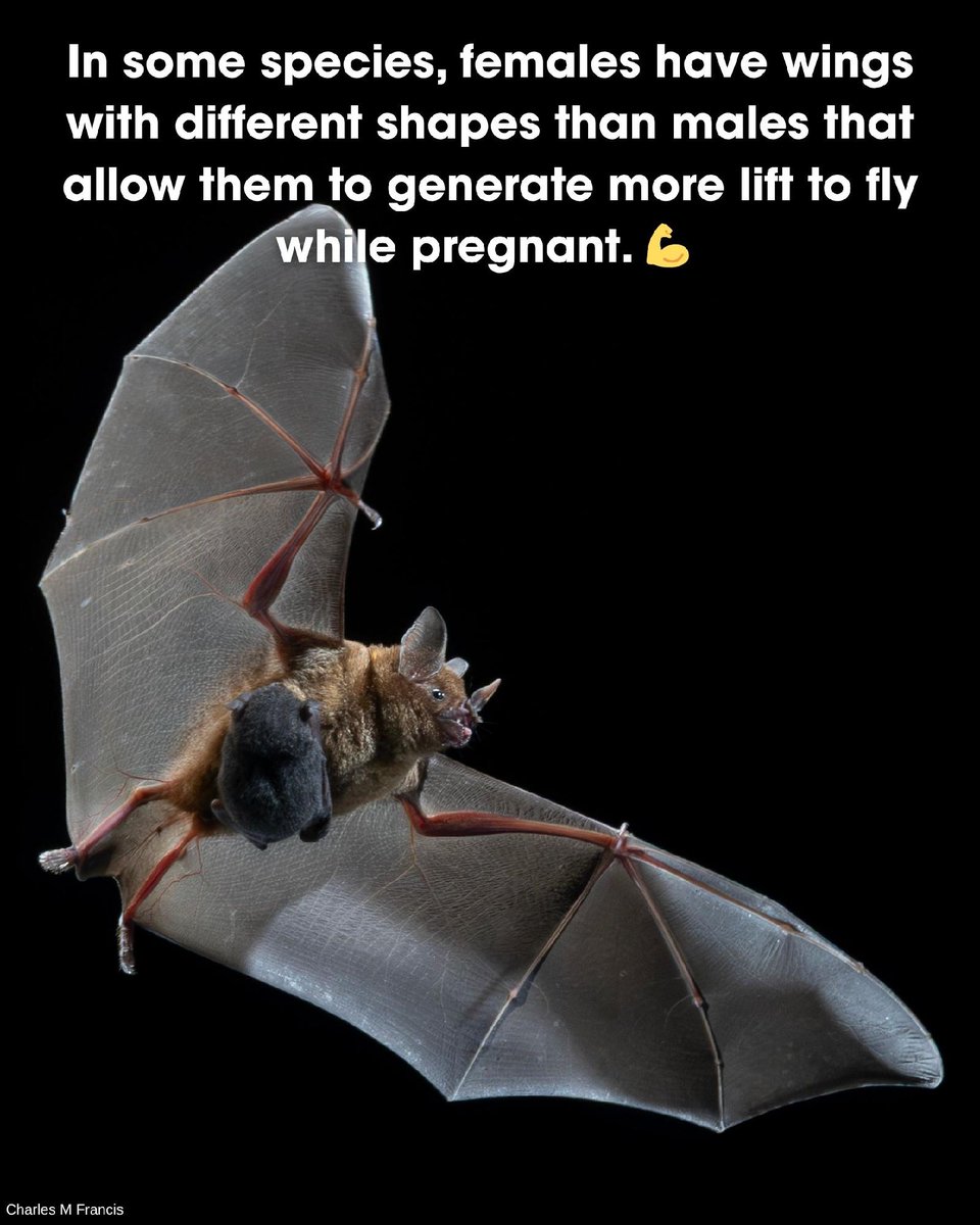 BatConIntl's tweet photo. Happy Mother's Day from BCI! Here's a few Bat Mom facts to celebrate 🎉 https://t.co/JUHWgTmv3e
