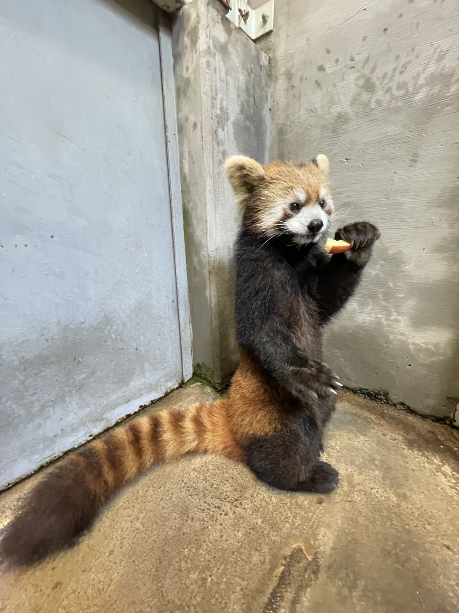 asa_zoo's tweet photo. 寝室でのおやつタイムにボディチェック。
マル（雌）は嫌がらずにお腹を触らせてくれるので、じっくり観察できます。

#zoo　
#レッサーパンダ https://t.co/Ufcm36KSQi