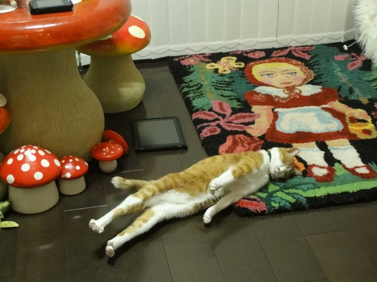 ️️️️️️️️️️️️ (@hourlycatphotos) on Twitter photo 