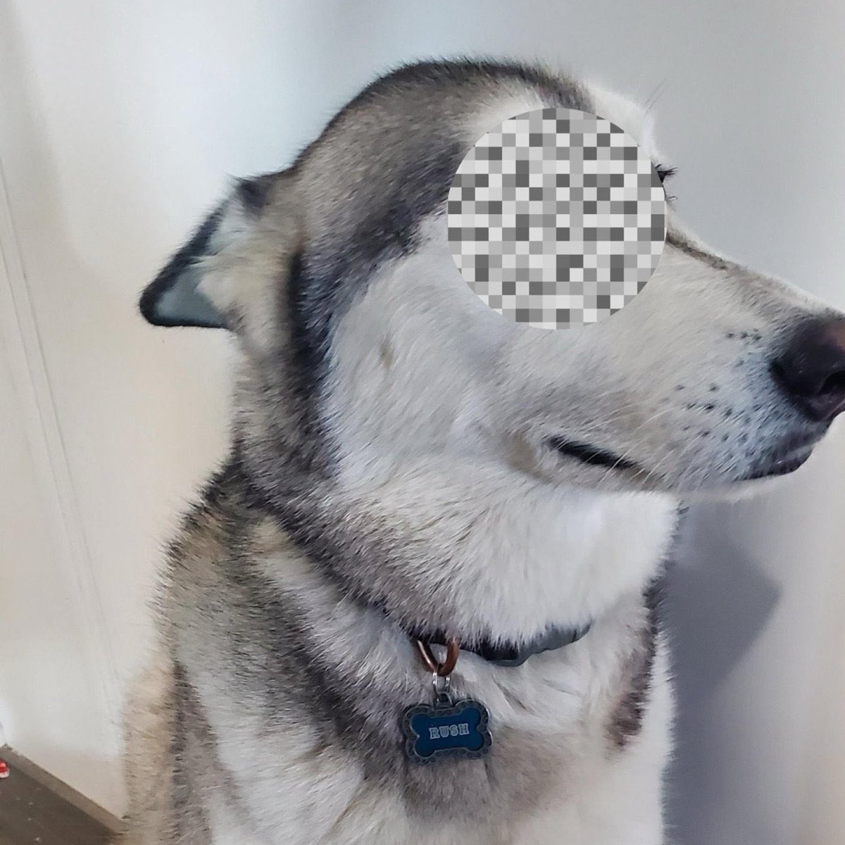 tugberk37's tweet photo. Köpekler üzerinden bağış toplayan ve “Köpeklerin annesi” olarak bilinen kadının 3 köpekle ilişkiye girdiği ortaya çıktı.

Kadın tutuklandı. ABD https://t.co/Sj6ru2Apo3