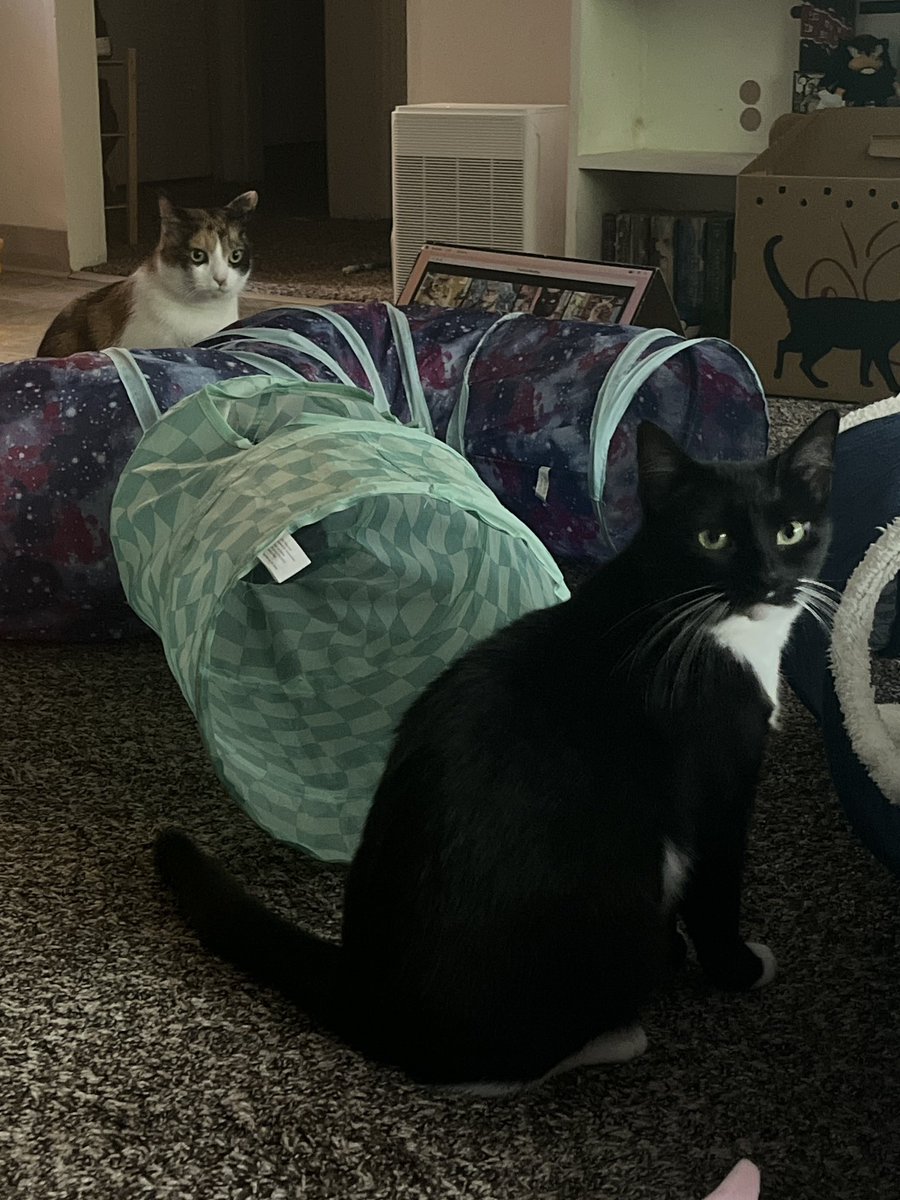 clementine & basil tweet media