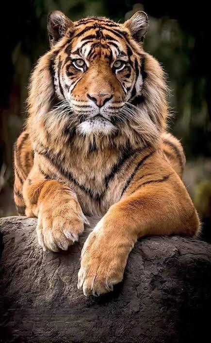 Tiger tweet media