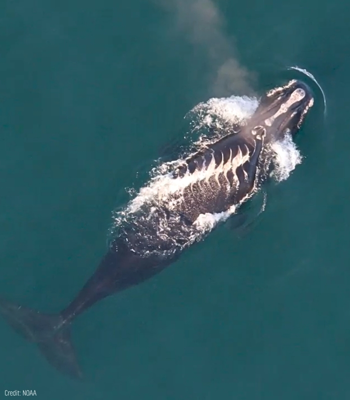 oceana's tweet photo. URGENT: North Atlantic right whales need your help.

Boat strikes are a leading cause of death for these gentle giants. As they migrate north with 23 new calves, we must keep slow zones that protect these whales in place.

Add your name: https://t.co/8r6xmRFZpb https://t.co/pCtIV4bMsc