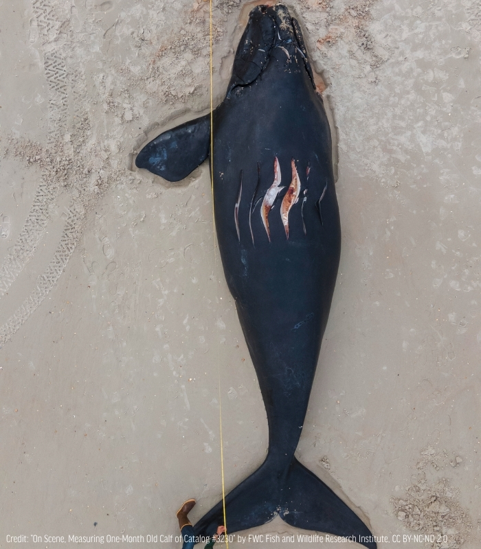 oceana's tweet photo. URGENT: North Atlantic right whales need your help.

Boat strikes are a leading cause of death for these gentle giants. As they migrate north with 23 new calves, we must keep slow zones that protect these whales in place.

Add your name: https://t.co/8r6xmRFZpb https://t.co/pCtIV4bMsc