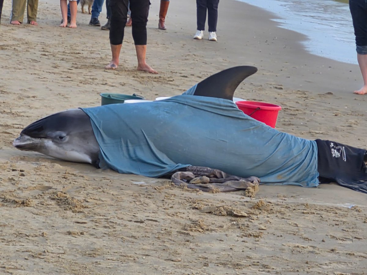 StillingJrgen's tweet photo. Auch in Egmond aan See ist ein Weißschnauzendelfin angespült worden. #Delfin #Strand https://t.co/8LOvhOLYC9