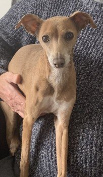 MissingPetsGB's tweet image. Lana is still #missing 
She was last seen going over Powfoot dam &amp;amp; into the woods at the Millheugh Larkhall &amp;amp; has not been seen since.
There is a reward for her safe return #lanarkshire #stolendoghour