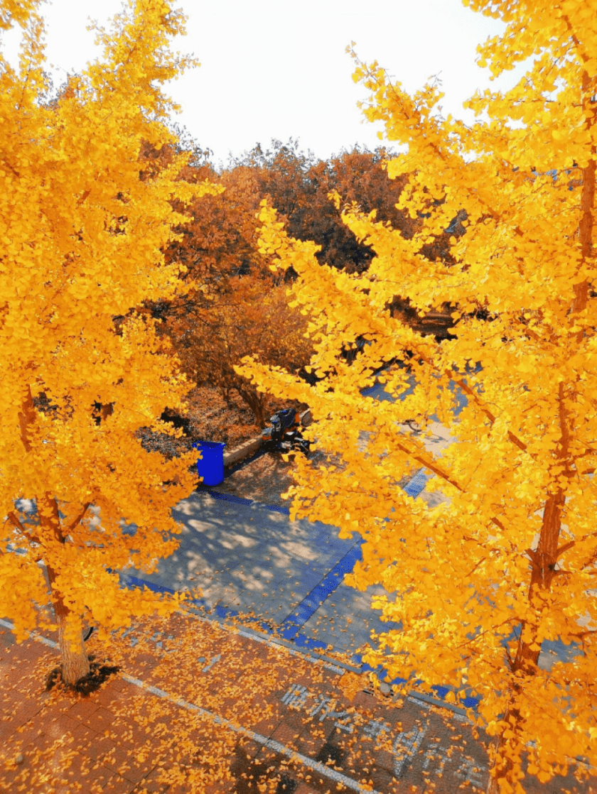 AlliManohar1977's tweet image. Autumn breeze + golden sunsets = perfect evening walks  #FallVibes