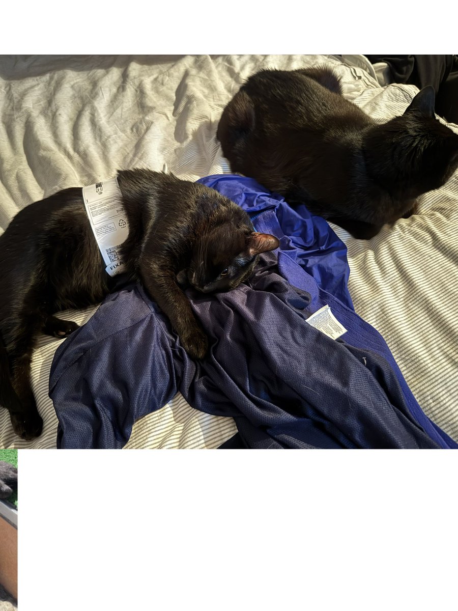 Literally_Lizz's tweet photo. The boys are doing great 😊 
#cats https://t.co/SfwVJEM2xT